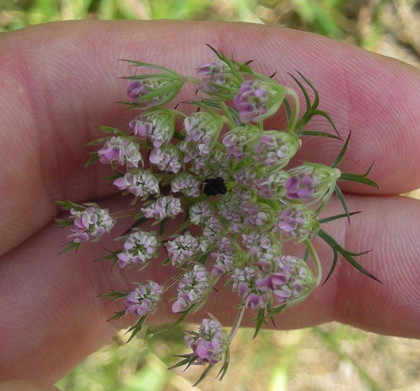 Daucus carota / Carota selvatica